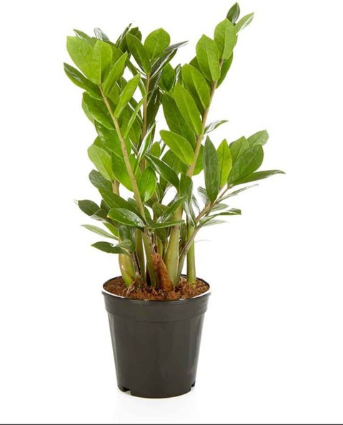 zz plant live 02 01 click to buy.jpg