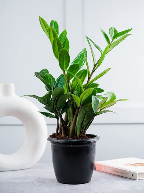yes perennial no zz plant air pu.jpg