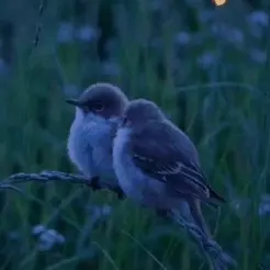 ezgif 15e3469363c64006.webp