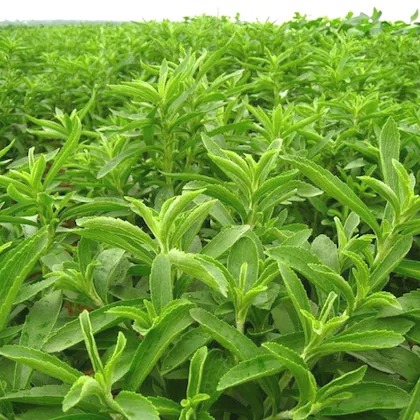 plantzoin sweet leaf stevia stev.jpg