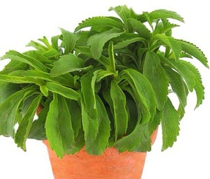 yes perennial yes baisakhi nurse.jpg