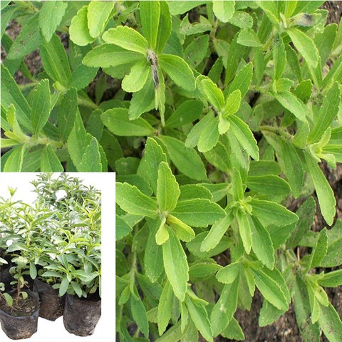 1 stevia plant stevia rebaudiana.jpg