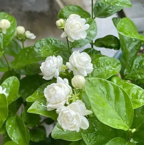 rugcg 512.jpg