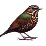 MyForestFriendsCDA E (74).png
