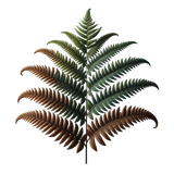 MyForestFriendsCDA E (67).png