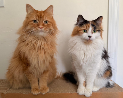 Ready for a little Caturday chaos.png