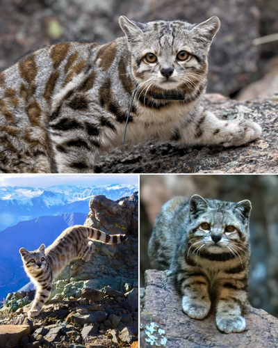 ANDEAN MOUNTAIN CAT.png