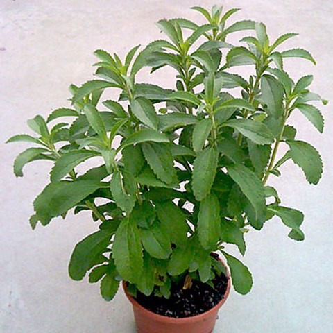45 ot 345 paudha original imafxj.jpg