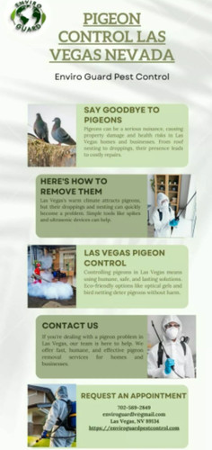 Pigeon Control Las Vegas NV.jpg
