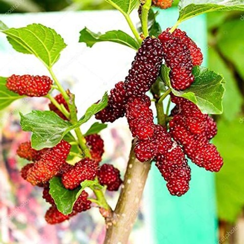 perennial no yes mullberry plant.jpg