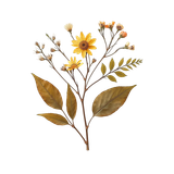 KD SpiritofdaVinci 116