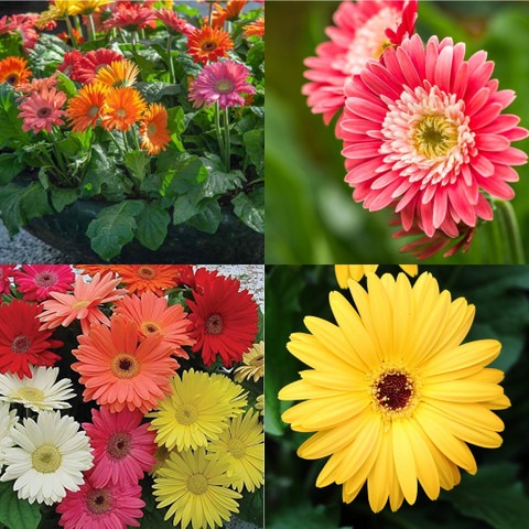 40 gerbera seeds ibains original.jpg