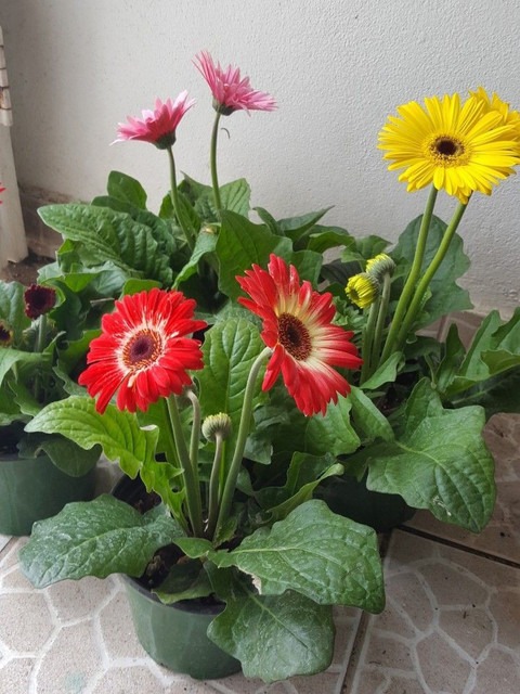 perennial no yes gerbera plant 0.jpg