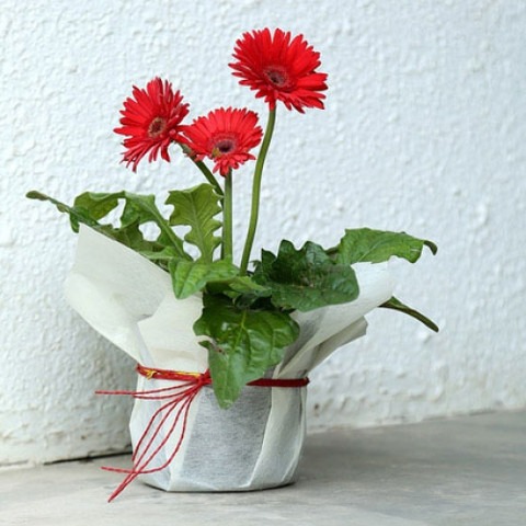 no perennial yes gujarat gerbera.jpg