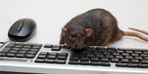 Online Exotic Pet Medicine CE for Veterinarians.png