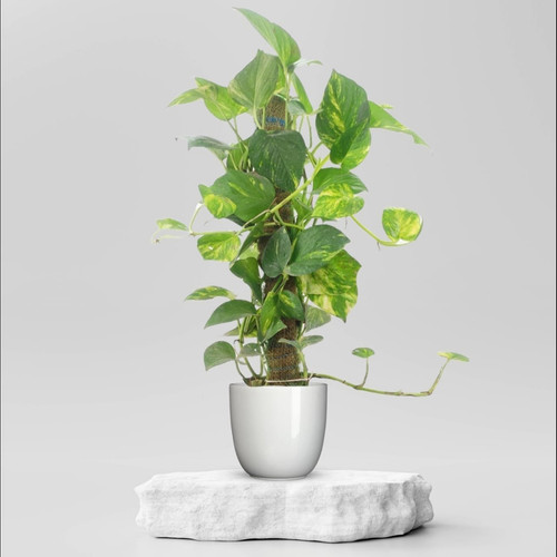green money plant.jpg