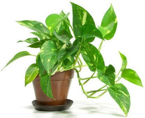 money plant live with pot 1 akki.jpg