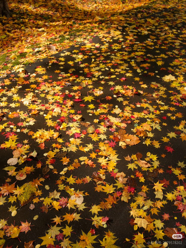 Camera XHS 17671025562911040g2sg31abf1rfk7ge05oml9dqgvmn9qj3hmtg.jpg