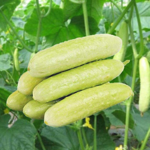 500 hybrid white sweet cucumber.jpg