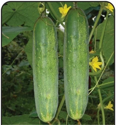 cucumber summer green 500x500.jpg