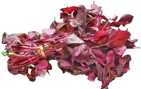 100000 red cheera seeds coopany.jpg