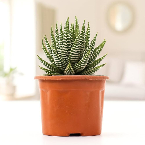 61dfnzHNXVL. AC UF1000,1000 QL80.jpg