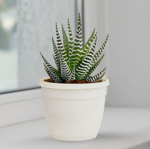 zebrahaworthia whitesmpot web07.jpg