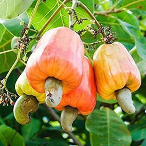 perennial no yes cashew nuts pla.jpg