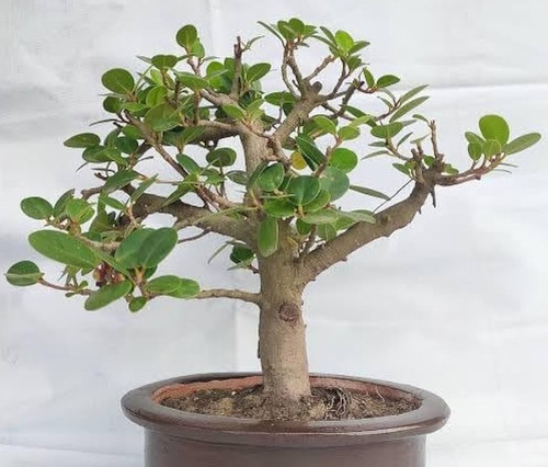 518aNCeaAHL. AC UF1000,1000 QL80.jpg