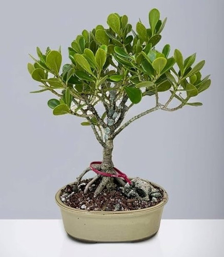 61wj6ybSfxL. AC UF1000,1000 QL80.jpg