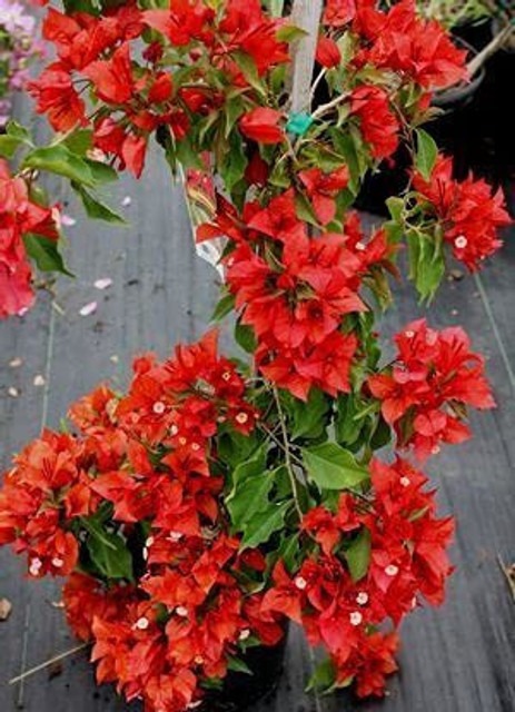 yes annual yes baugainvillea pla.jpg