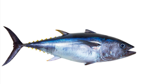 White tuna.png