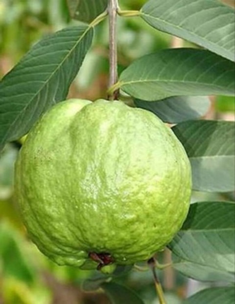 live big guava fruit plant 1 dai.jpg