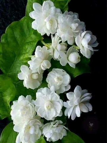 bela flower attractive flower pl (1).jpg