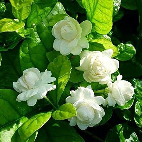 bela flower attractive flower pl.jpg