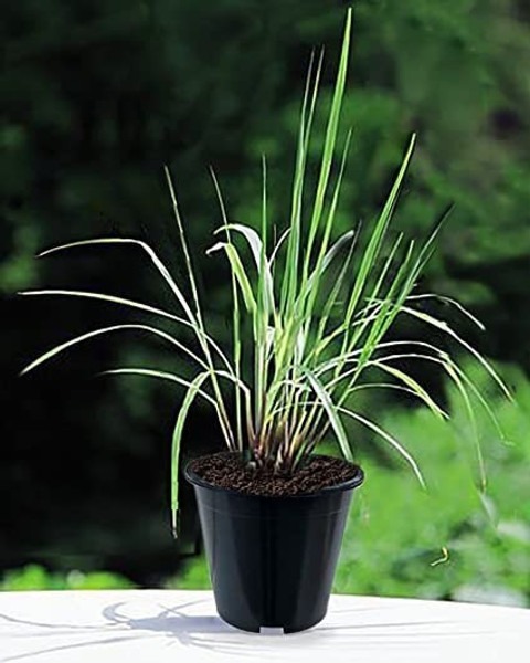 lemon grass plant 01 1 click to.jpg