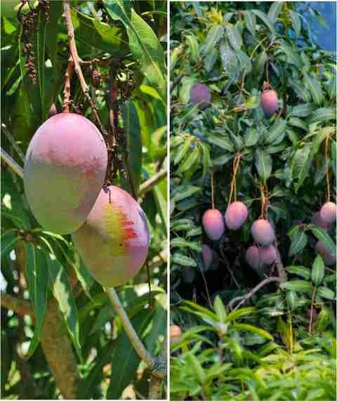 yes annual yes mango plant mediu.jpg