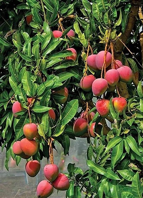 no annual yes palmer mango graft.jpg
