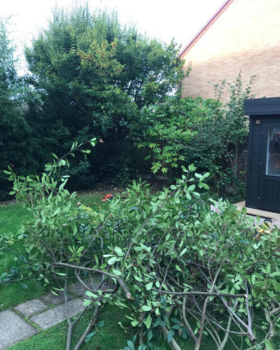 Tree Surgery Telford Timber Dans.jpg