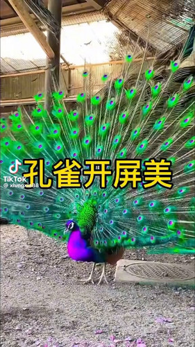 CnaGrOGRTVqAddyK.jpg