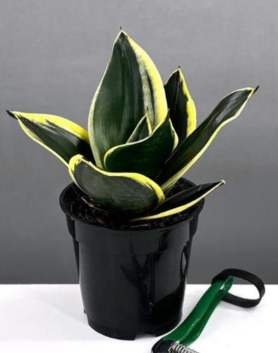 Sansevieria golden Hahnii Black Birds nest Mother in law tongue plant Purifying Easy to Grow Snake p.jpg