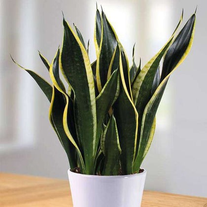 nurserylive plants sansevieria t.jpg