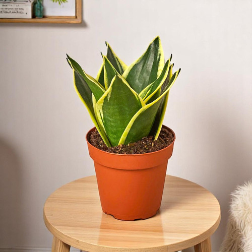 Sansevieria Trifasciata Small.jpg