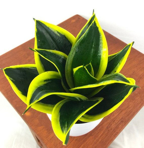 Snake Plant Mother in Law's Tongue (sansevieria Hahnii Black Star) Air Purifying Plant Easy Car.jpg