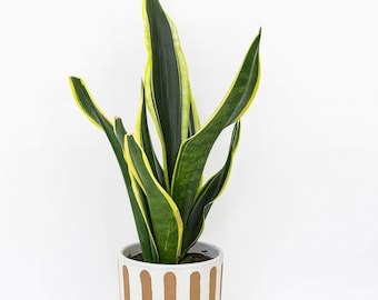 il 340x270.7494996159 dq1c.jpg