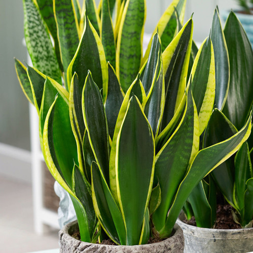 Sansevieria Golden Flame 3.jpg