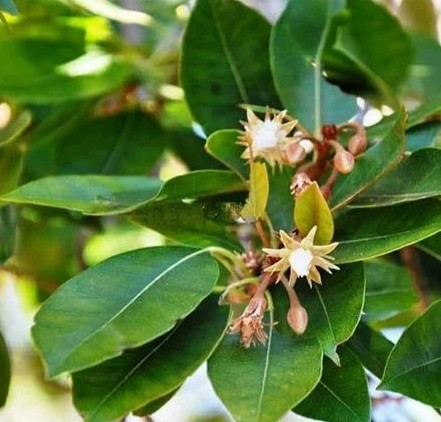 mango plant 500x500.jpg