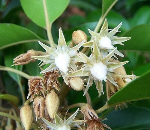online plant bazar spanish cherr.jpg