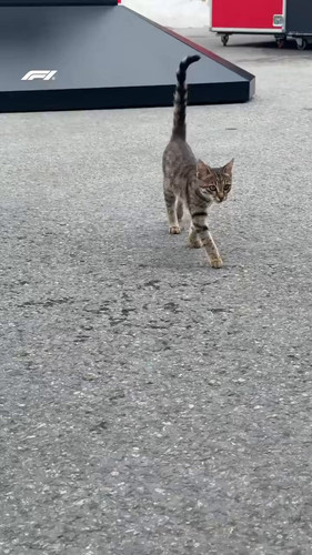 dHAqyIdt sorIJDI.jpg