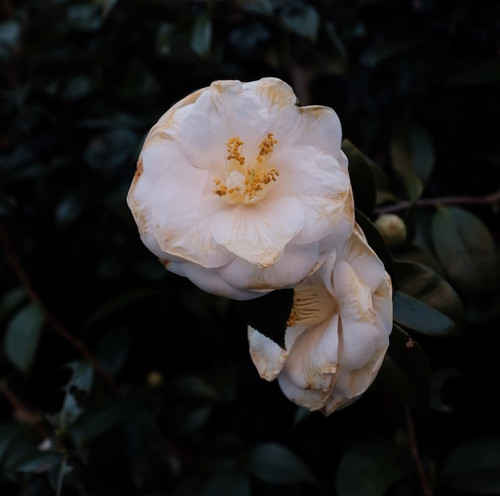 selective closeup shot white flower with green leaves 181624 5234.jpg